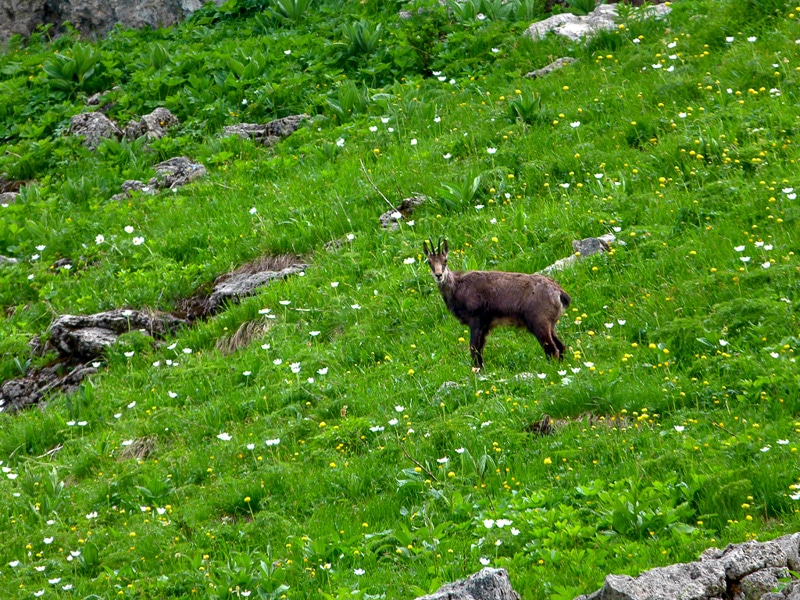 Chamois