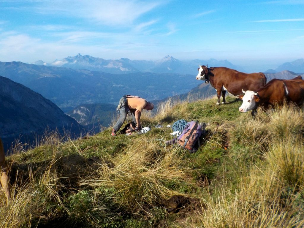 Préparation sous le regard des vaches